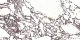 TOUCHE RUBIS 24X48 RECTIFIED | Pan American Ceramics